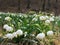 Leucojum vernum