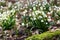 Leucojum vernum - bunches of white flowers of sedge growing in a spring floodplain forest