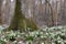 Leucojum vernum, called the spring snowflake, flowering plant in the family Amaryllidaceae. blooming of White spring snowflake flo