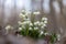 Leucojum vernum, called the spring snowflake, flowering plant in the family Amaryllidaceae. blooming of White spring snowflake flo