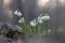 Leucojum vernum, called the spring snowflake, flowering plant in the family Amaryllidaceae. blooming of White spring snowflake flo