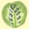 leuconeura var. kerchoveana marantaceae species plant eps file vector illustration