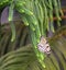 Leuconoe butterfly in cone tree