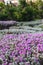 Leucophyllum candidum `Thunder Cloud` in urban landscape