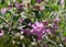 Leucophyllum evergreen flowering shrub