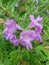 Leucophyllum frutescens flowers in my garden...purple colour....