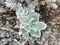 Leucophyllum frutescens known as: Silver Rain, Leucophyll, Silver Leaf, Silver Rain, Texas Sage.