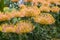 Leucospermum condifolium wonderful orange yellow flowers in bloom