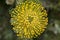 Leucospermum condifolium wonderful yellow flowers in bloom