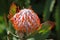 Leucospermum cordifolium