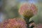 Leucospermum Cordifolium, Nodding Pincushion Flowers