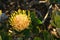 Leucospermum cordifolium yellow pincushion