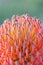 Leucospermum So Equisite Flower, Romsey, Victoria, Australia, November 2020