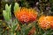 Leucospermum erubescens, orange flame pincushion