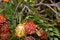 Leucospermum erubescens, orange flame pincushion