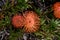 Leucospermum erubescens, orange flame pincushion