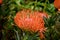 Leucospermum erubescens, orange flame pincushion