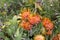 Leucospermum erubescens, orange flame pincushion