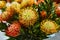 Leucospermum Flame Giant is one kind of protea. Beautiful bouquet of unusual flowers