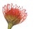 Leucospermum Flower