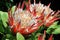 Leucospermum flower