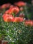 Leucospermum Glabrum x Tottum Evergreen Shrub: Flowering Plant in the Family Proteaceae