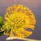 Leucospermum nutans High Gold