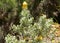 Leucospermum reflexum var. luteum, yellow rocket pincushion