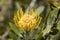 Leucospermum yellow - African protea. Detail
