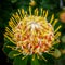 The Leucospermum â€˜Veldfire\\\' an Australian native flower in vivid colour