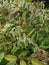Leucothoe fontanesiana drooping laurel or dog hobble