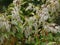 Leucothoe fontanesiana drooping laurel or dog hobble