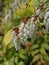 Leucothoe fontanesiana drooping laurel or dog hobble