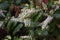 Leucothoe fontanesiana flowers