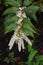 Leucothoe fontanesiana flowers