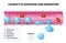 Leukocyte adhesion and migration