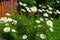 Leunthemum x superbum, the shasta daisy blooming in the garden