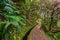 Levada do CaldeirÃ£o - hiking path in the forest in Levada do Caldeirao Verde Trail - tropical scenery on Madeira island, Portugal