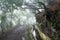 The Levada do Furado on Madeira Island, Portugal wiggles around a corner in the misty mountainside forest