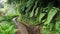 Levada do Rei, Madeira Island Walk water ferns irrigation green conservation vacation trail adventure