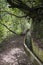 Levada Forado, touristic hiking trail, Ribeiro Frio, Madeira island, Portugal