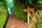 Levada irrigation channel at Madeira island