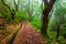 Levada irrigation channel at Madeira island