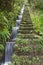 Levada in Madeira