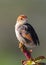 Levaillant\'s Cisticola