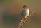 Levaillant\'s Cisticola