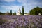 LEVANDER BLOSSOMING VILLAGE LANDSCAPE. ROMAN CHURCH RUINS. HUNGARY DÃ–RGICSE