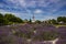 LEVANDER BLOSSOMING VILLAGE LANDSCAPE. ROMAN CHURCH RUINS. HUNGARY DÃ–RGICSE