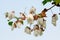 Levant Cotton Gossypium herbaceum