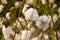 Levant Cotton in Guatemlaa. Gossypiumherbaceum.